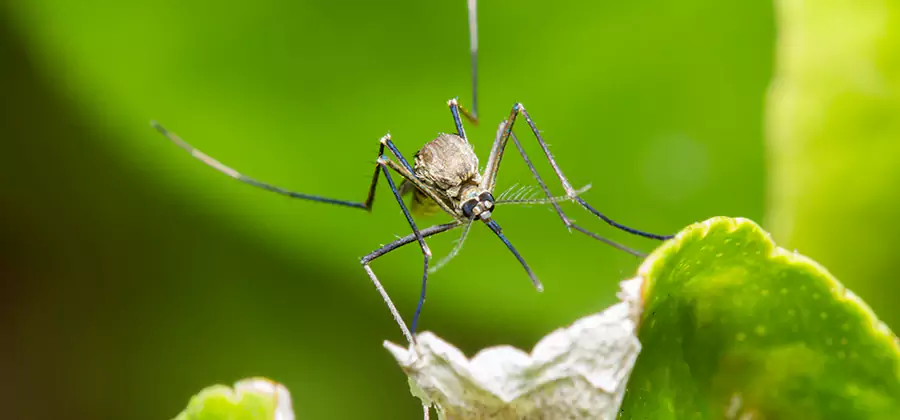 Natural Outdoor Mosquito Repellent in Bloomfield