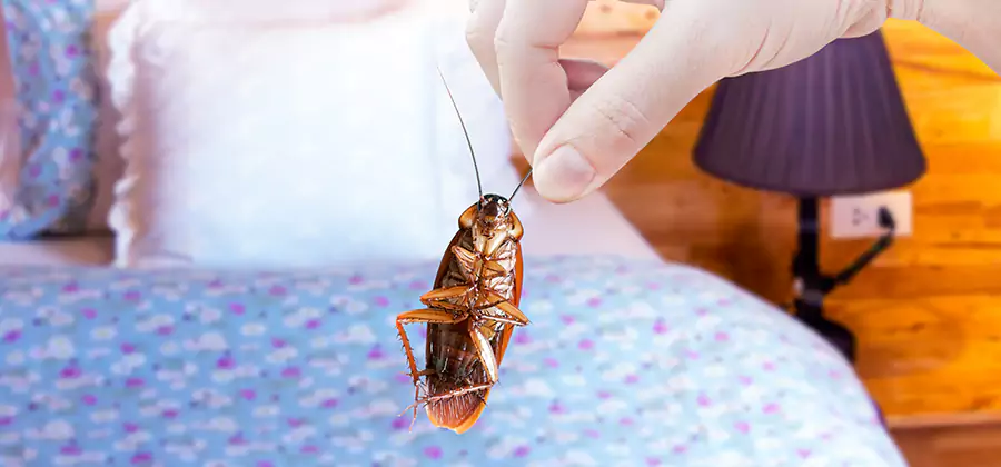 Bed Bug Inspection in Bloomfield
