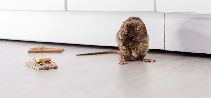 Rat Baiting Removal Service in Bloomfield