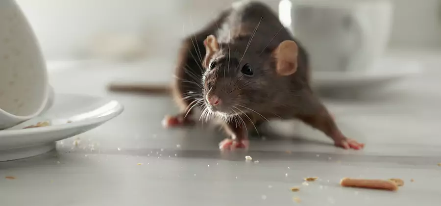Attic Rat Exclusion Service in Bloomfield
