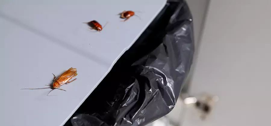 German Roach Pest Control in Bloomfield