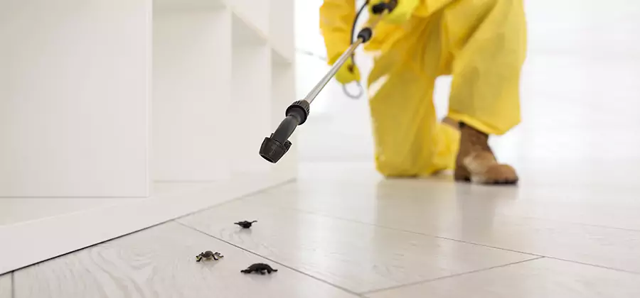 Roach and Bed Bug Exterminator in Bloomfield