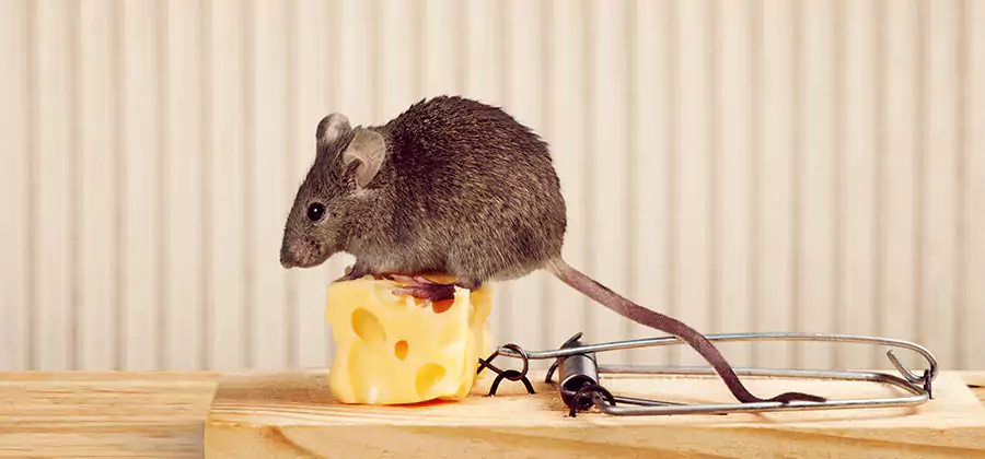 Commercial Rodent Exclusion Services in Bloomfield