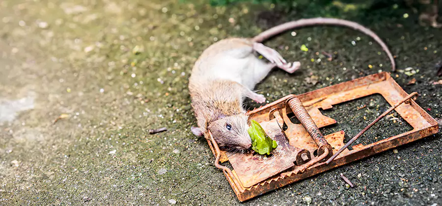 Rat Trapping in Bloomfield