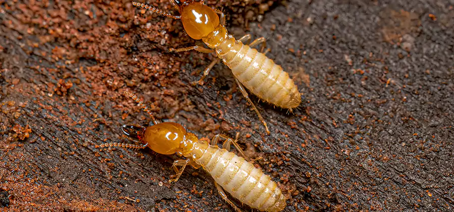Sentricon Residential Termite Control in Bloomfield