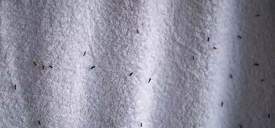 Small Black Ants in Bathroom Treatment in Bloomfield