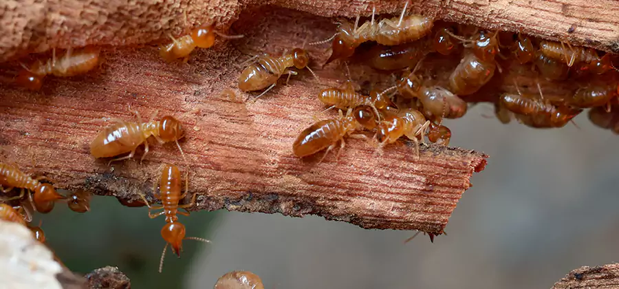 Perimeter Soil Termite Treatment in Bloomfield