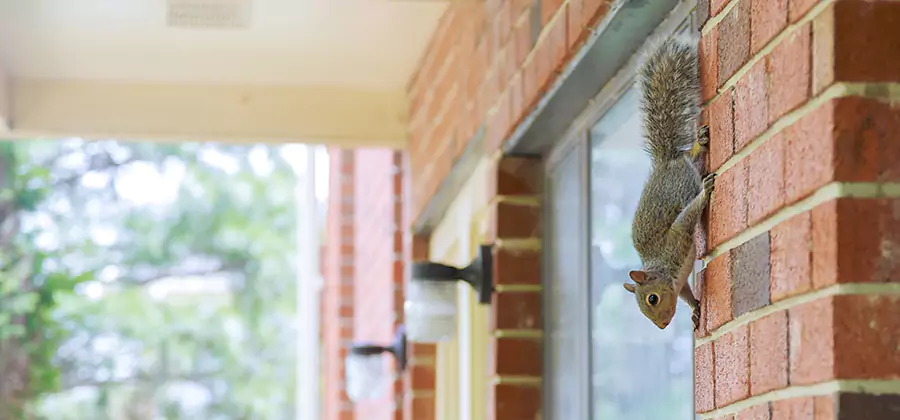Squirrel Inside Walls Removal in Bloomfield