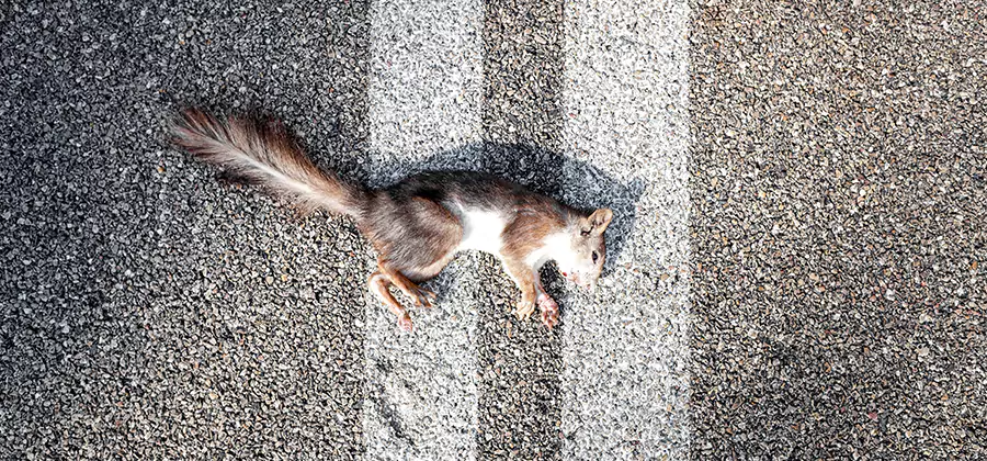 Dead Squirrel Removal in Bloomfield