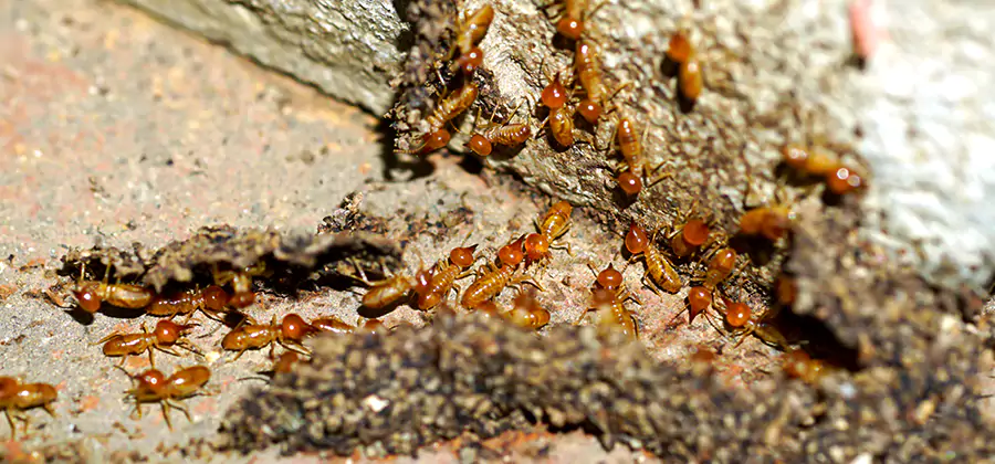 Wood Treatment and Localized Termite Solutions in Bloomfield