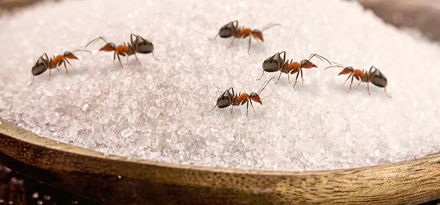 Indoor Sugar Ant Treatment in Bloomfield