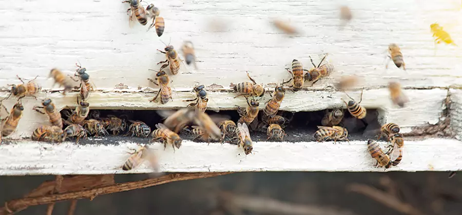 Residential Termite Fumigation in Bloomfield