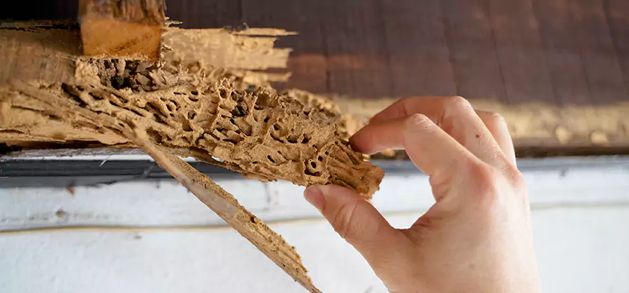 Pre-Purchase Termite Inspection in Bloomfield