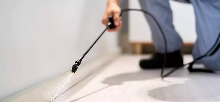 Direct Termite Injection Treatment in Bloomfield