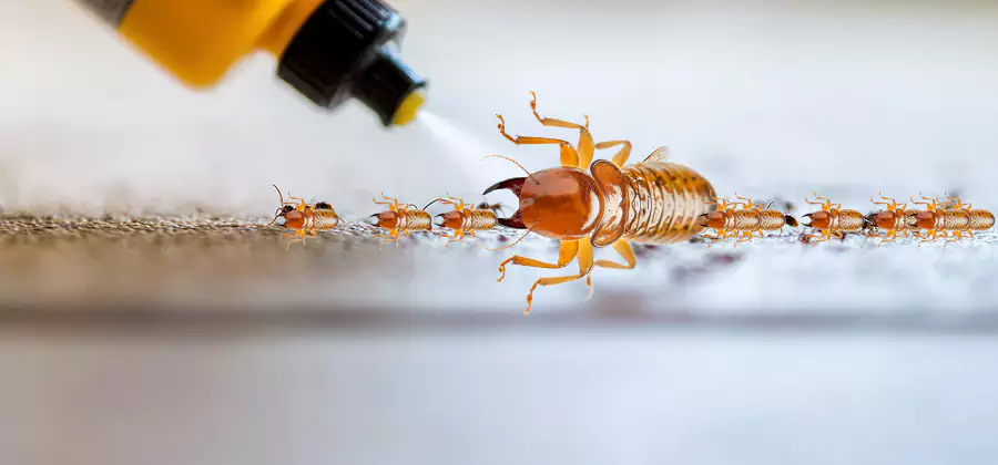 Foundation Termite Spraying Control in Bloomfield