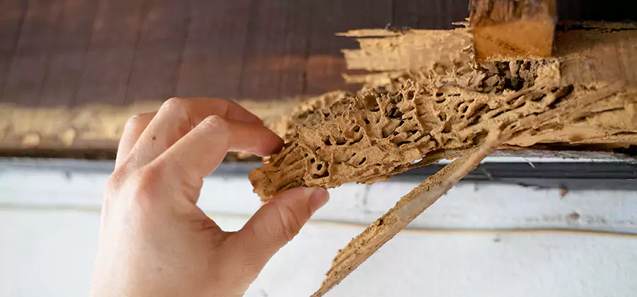 Pre-Construction Termite Treatment in Bloomfield