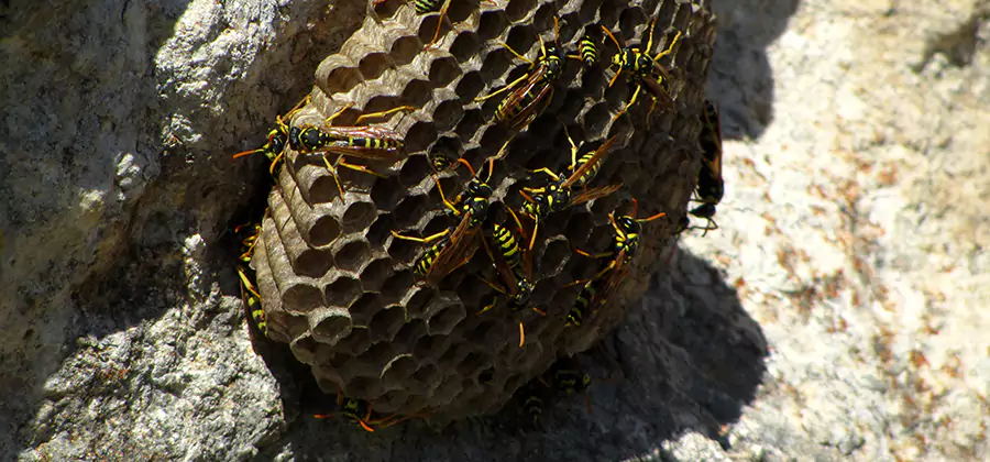 Wasp Nest in Tree Removal Bloomfield