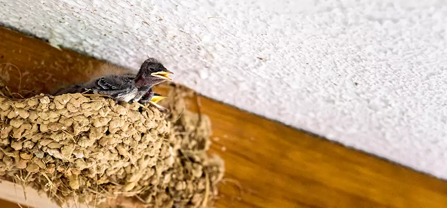 Bird Removal From House in Bloomfield
