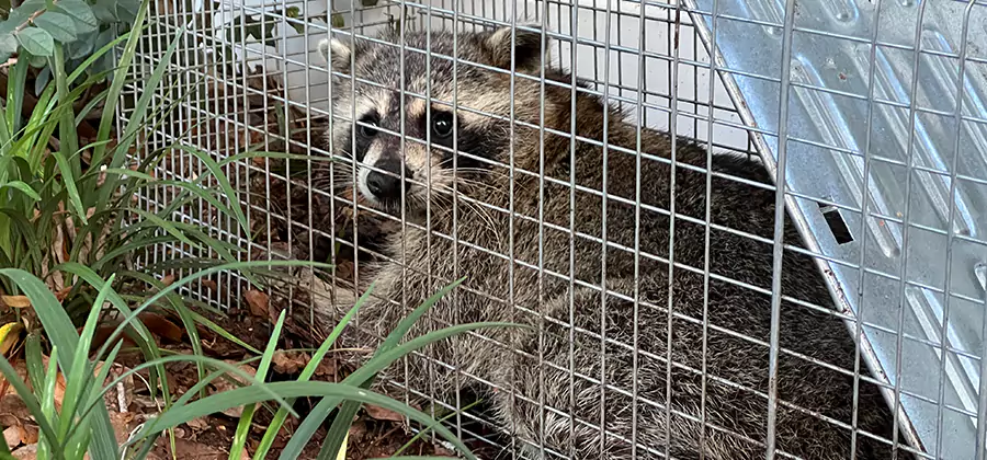 Wildlife Relocation Services in Bloomfield