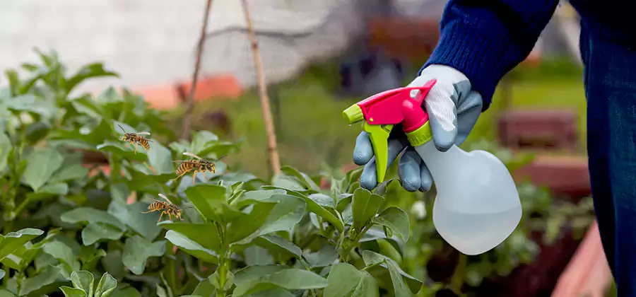 Yellow Jacket Pest Removal for Commercial Properties in Bloomfield