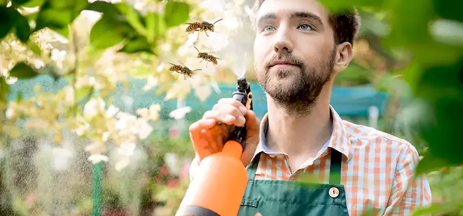 Yellow Jacket Wasp Removal in Bloomfield