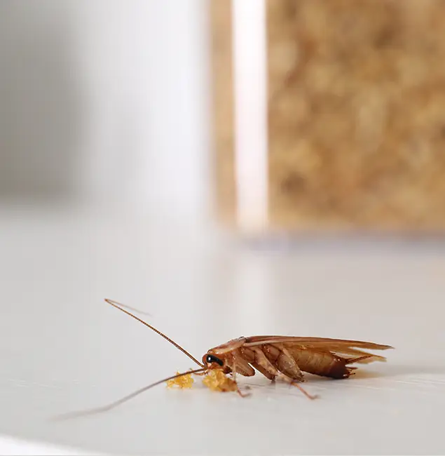 Why Bloomfield Pest Control Pro Stands Out in Bloomfield, NJ?