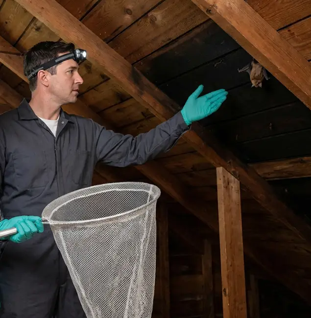 Why Bloomfield Pest Control Pro Is the Right Choice in Bloomfield, NJ?