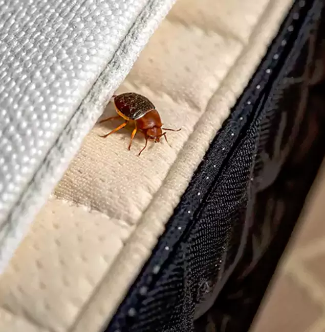 Why Choose Bloomfield Pest Control Pro for Bed Bug Treatment at Home in Bloomfield, NJ?