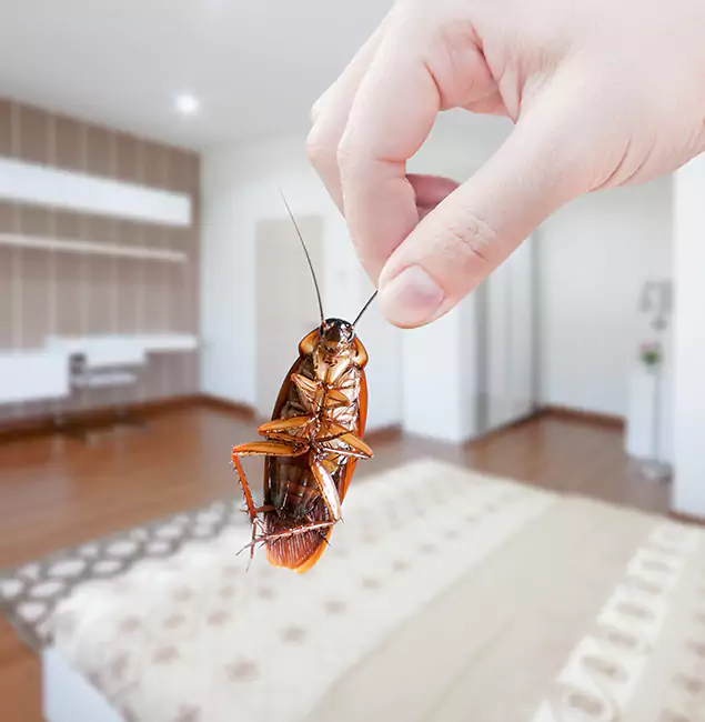 Why Bloomfield Pest Control Pro Stand Out For Bed Bug Inspection in Bloomfield, NJ?