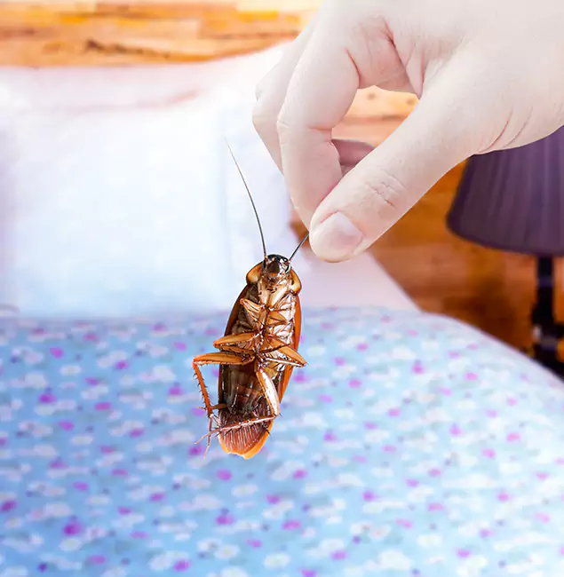 Why Choose Bloomfield Pest Control Pro for Bed Bug Treatment in Bloomfield, NJ?