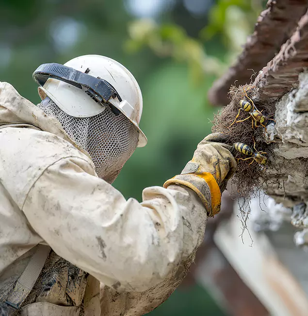 Why Bloomfield Property Owners Choose Bloomfield Pest Control Pro for Bee Exterminator?