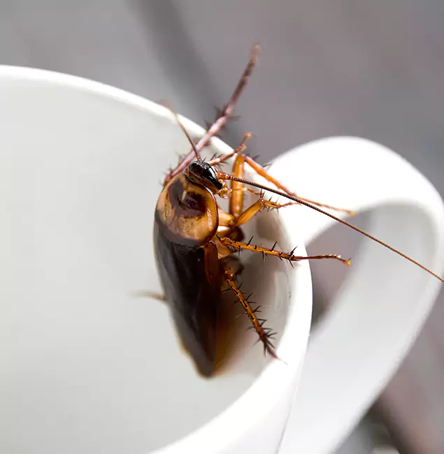 Why Bloomfield, NJ Residents Trust Bloomfield Pest Control Pro for Cockroach Fumigation?