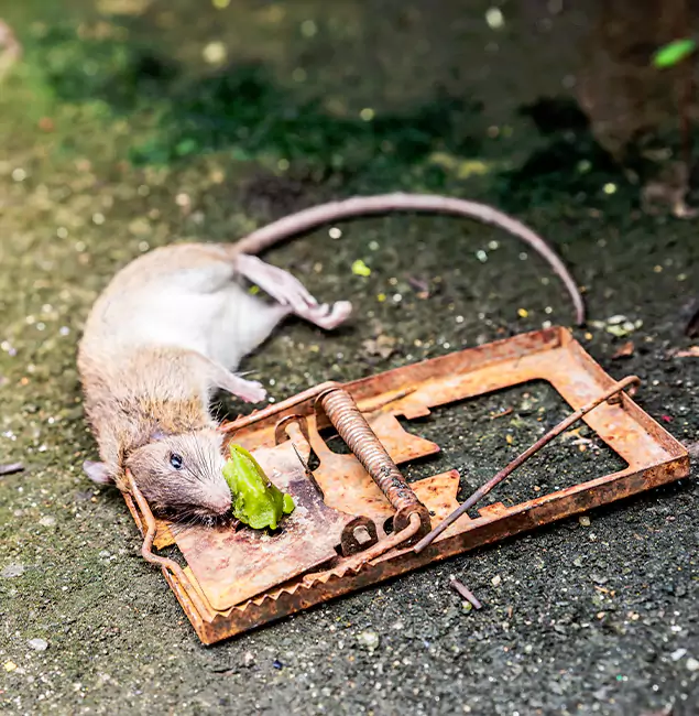 Why Bloomfield, NJ Homeowners Trust Bloomfield Pest Control Pro for Rodent Removal?