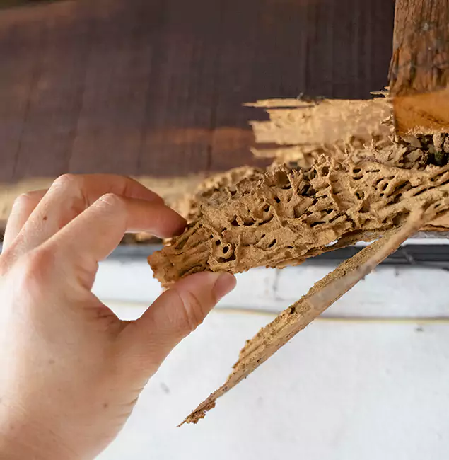 Why Choose Bloomfield Pest Control Pro in Bloomfield, NJ?