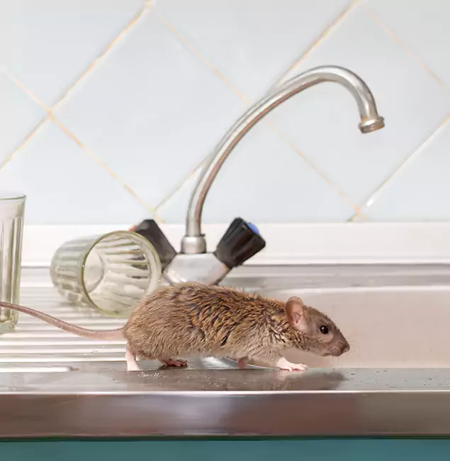 Why Bloomfield, NJ Trusts Bloomfield Pest Control Pro for Humane Rodent Control?