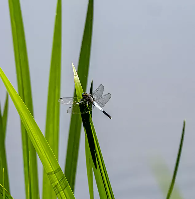 Why Bloomfield Families Trust Bloomfield Pest Control Pro for Mosquito Prevention?