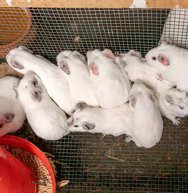 Why Bloomfield Pest Control Pro Is the Trusted Choice in Bloomfield, NJ?