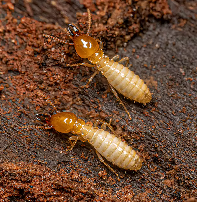 Why Choose Bloomfield Pest Control Pro for Termite Treatment Without Tenting in Bloomfield, NJ?