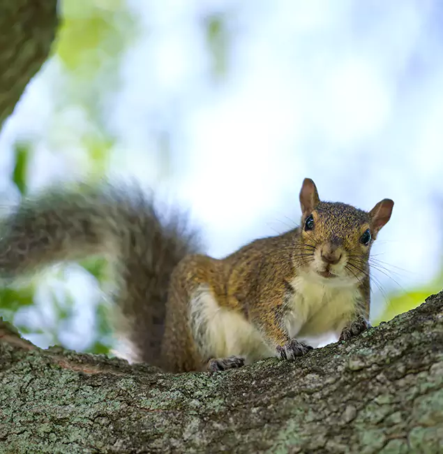 Why Bloomfield, NJ Relies on Bloomfield Pest Control Pro for Squirrel Pest Control?