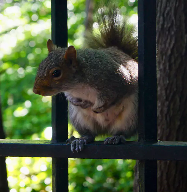 Why Bloomfield, NJ Chooses Bloomfield Pest Control Pro for Squirrel Removal?