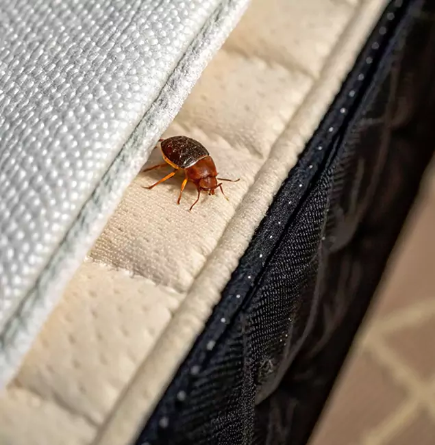 Why Bloomfield Homeowners Trust Bloomfield Pest Control Pro for Tick Treatment?