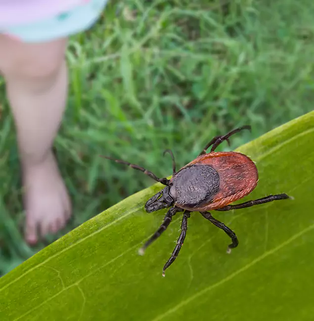 Why Bloomfield Homeowners Choose Bloomfield Pest Control Pro for Tick Extermination?