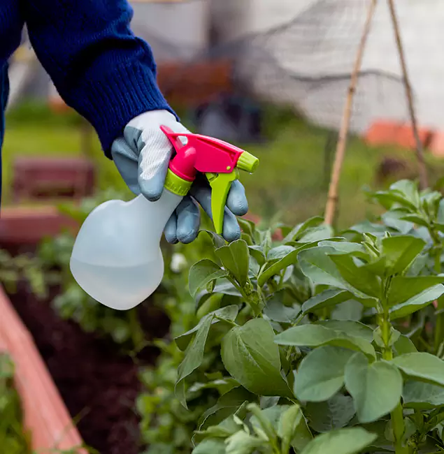 Why Bloomfield Relies on Bloomfield Pest Control Pro for Wasp Control Services?