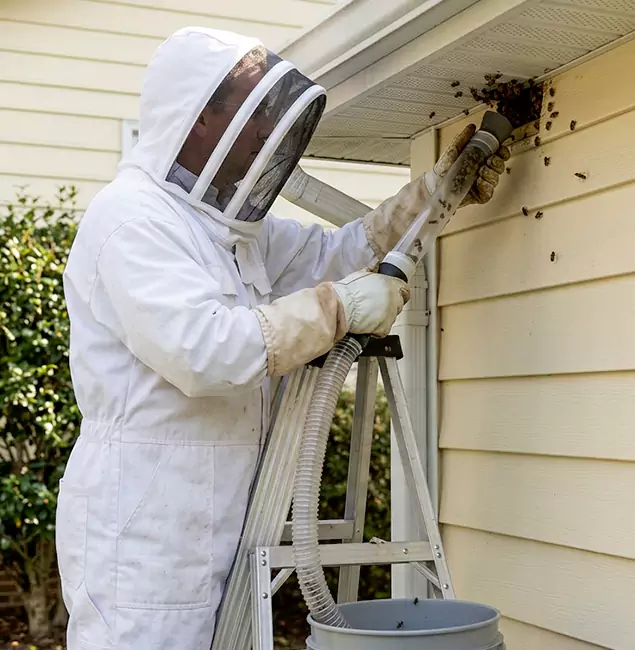 Why Bloomfield Trusts Bloomfield Pest Control Pro for Wasp Control?