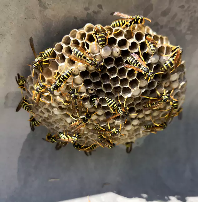 Why Bloomfield Chooses Bloomfield Pest Control Pro for Wasp Control Services?