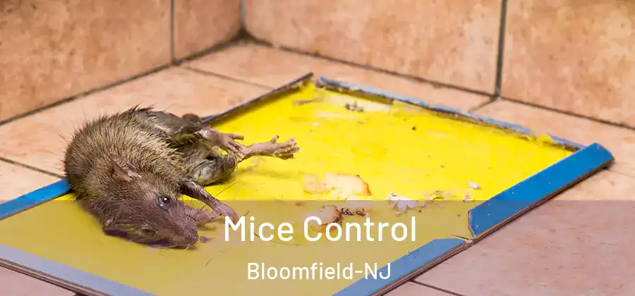 Mice Control Bloomfield-NJ
