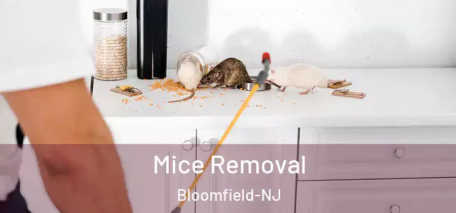 Mice Removal Bloomfield-NJ