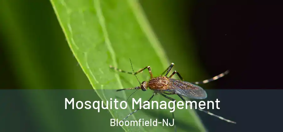  Mosquito Management Bloomfield-NJ