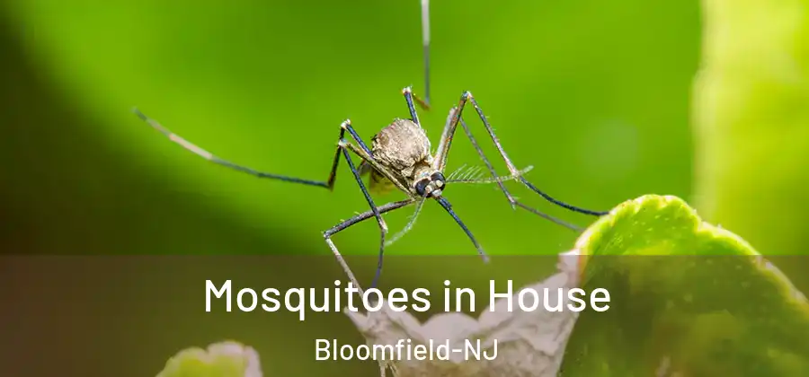  Mosquitoes in House Bloomfield-NJ
