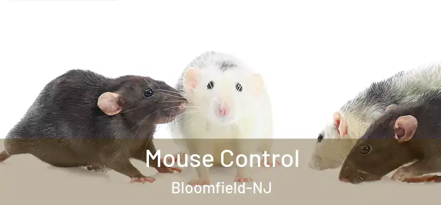Mouse Control Bloomfield-NJ